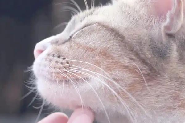 猫最喜欢被主人摸哪个部位,喜欢被摸下巴、脑袋等