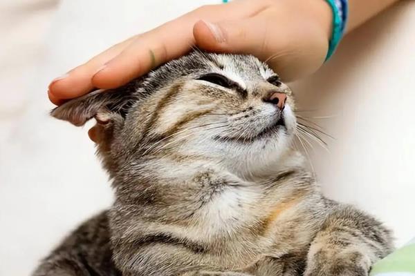 猫最喜欢被主人摸哪个部位,喜欢被摸下巴、脑袋等