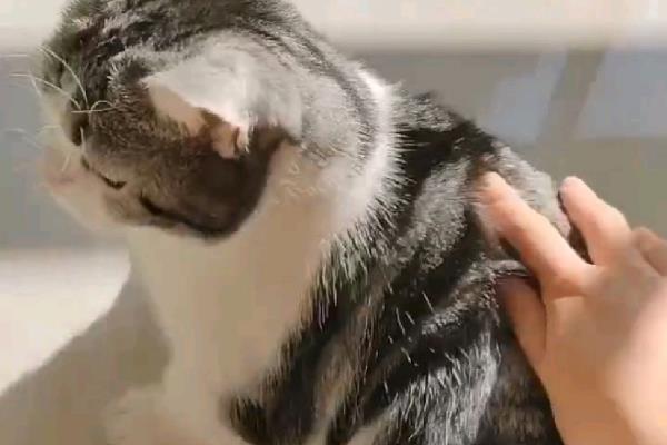 猫最喜欢被主人摸哪个部位,喜欢被摸下巴、脑袋等