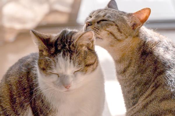 猫最喜欢被主人摸哪个部位,喜欢被摸下巴、脑袋等
