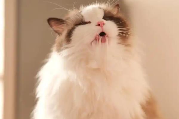 猫最喜欢被主人摸哪个部位,喜欢被摸下巴、脑袋等