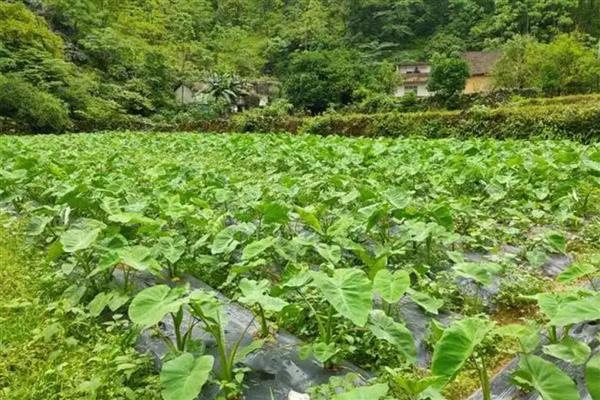 种植芋头怎么防治斜纹夜蛾,可喷施快杀灵等药物