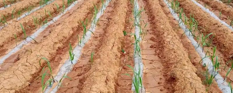 甘蔗种植如何过冬，需及时覆盖保温物
