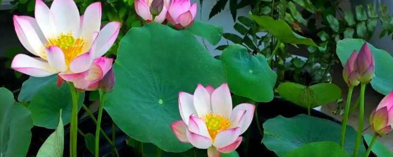碗莲与睡莲的区别，叶片形态和花朵均不同