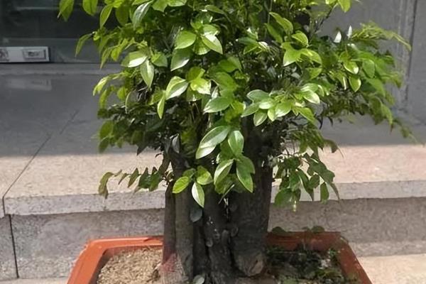 小叶紫檀怎么养护，每隔1个月浇灌一次有机肥溶液