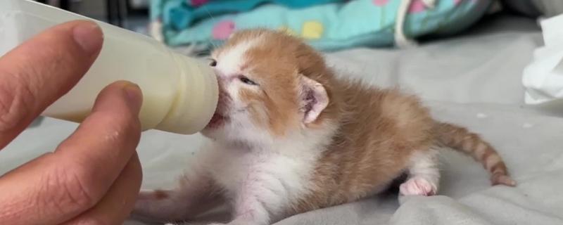 刚生的小猫不吃奶的原因，可能是不会吃奶