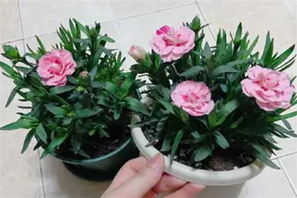 为什么康乃馨不开花,可能是施肥单一所致