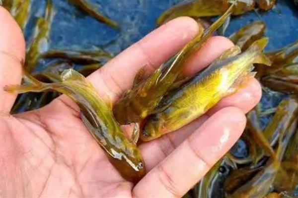 如何挑选优质黄骨鱼苗,其躯体匀称饱满