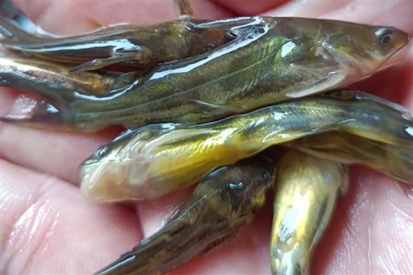 如何挑选优质黄骨鱼苗,其躯体匀称饱满