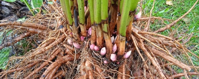 三月份栽芍药根行吗，三月不可以栽芍药根