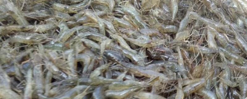 青虾苗的繁殖技术，每年五月中旬至6月下旬投放