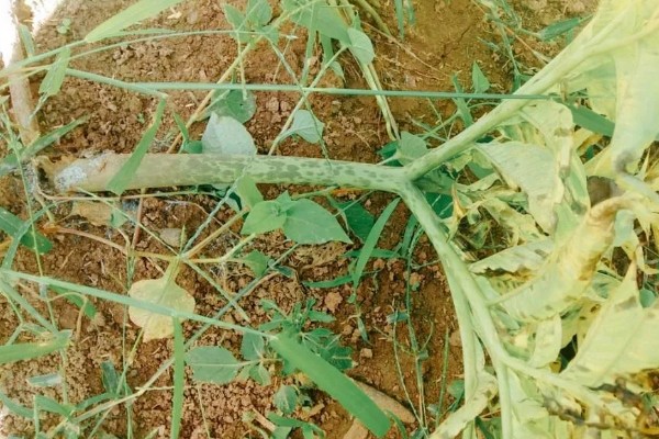 魔芋白绢病的发病条件,25-28℃时易发生该病