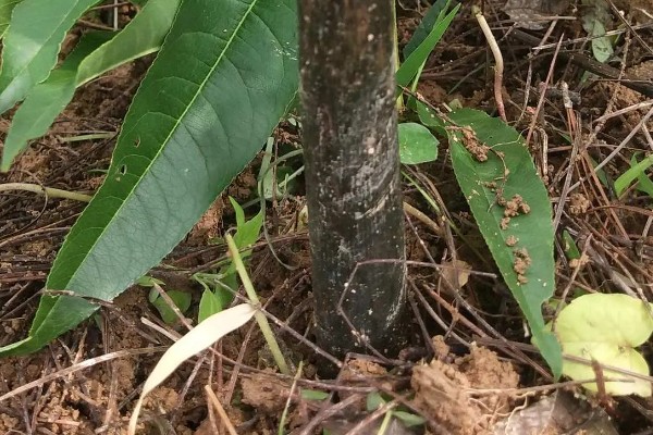 魔芋白绢病的发病条件,25-28℃时易发生该病