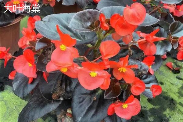 大叶海棠与小叶海棠的区别,属性和茎叶均不同