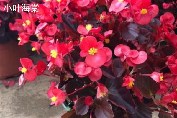 大叶海棠与小叶海棠的区别,属性和茎叶均不同