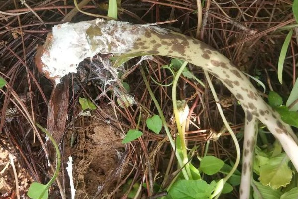 魔芋白绢病的发病条件,25-28℃时易发生该病