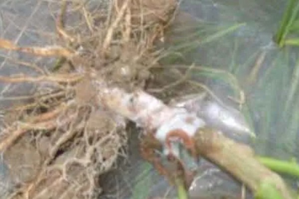 魔芋白绢病的发病条件,25-28℃时易发生该病