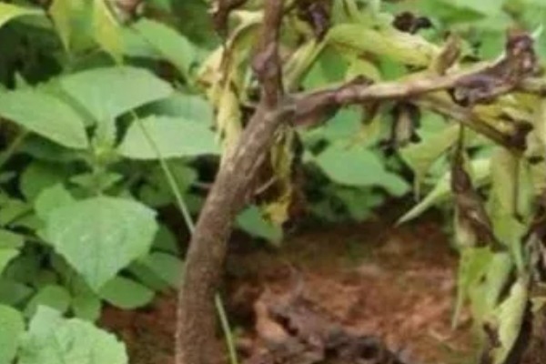 魔芋白绢病的发病条件,25-28℃时易发生该病