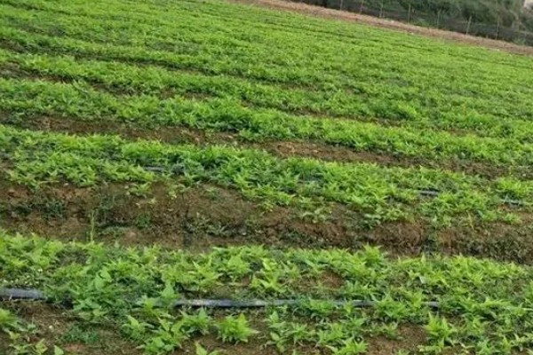 中药的种植前景,其需求增加