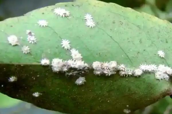 怎样杀灭梅花上的蚧壳虫，虫子不多的话可以用镊子夹掉
