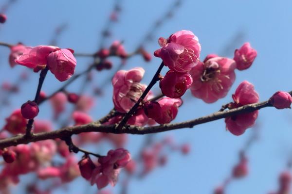 怎样杀灭梅花上的蚧壳虫，虫子不多的话可以用镊子夹掉