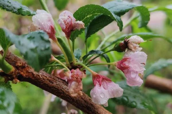 怎样杀灭梅花上的蚧壳虫，虫子不多的话可以用镊子夹掉