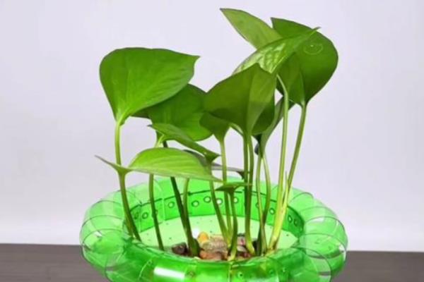 怎么用瓶子做花盆,画出标记线再修剪