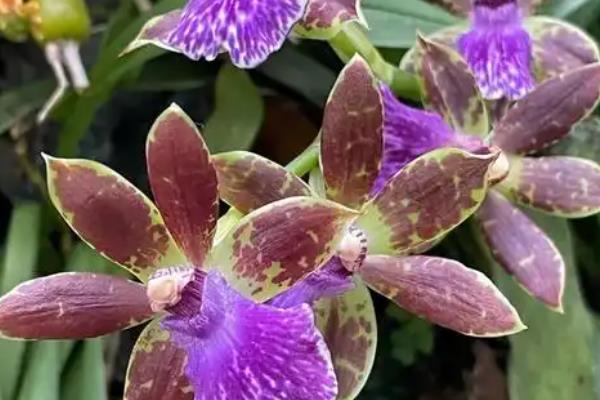 文心兰的养殖方法,春秋季节每隔2-3天浇一次水