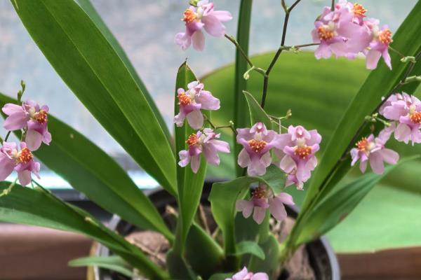 文心兰的养殖方法,春秋季节每隔2-3天浇一次水