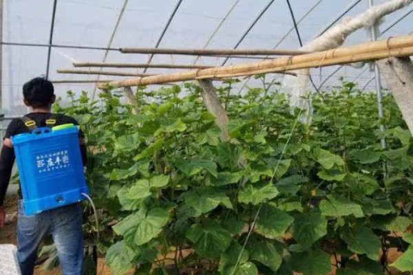 蔬菜农药选择技巧,可选用微生物农药