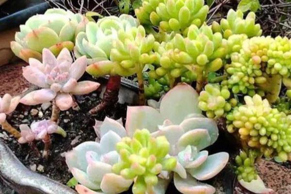 多肉不长根怎么处理,将其移到粗砂中帮助它生根