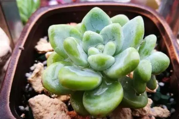 多肉不长根怎么处理,将其移到粗砂中帮助它生根