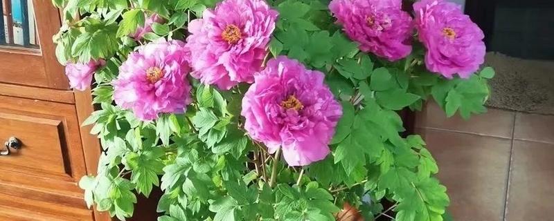 牡丹花如何管理，隔3-4天给盆土浇一次水，