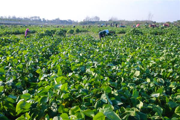 红豆从播种到收获需要几天，需要130天左右