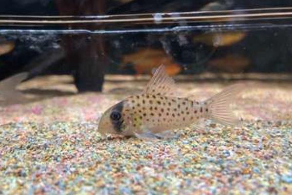 鼠鱼用多少毫米的沙子,最好选择1-2毫米的