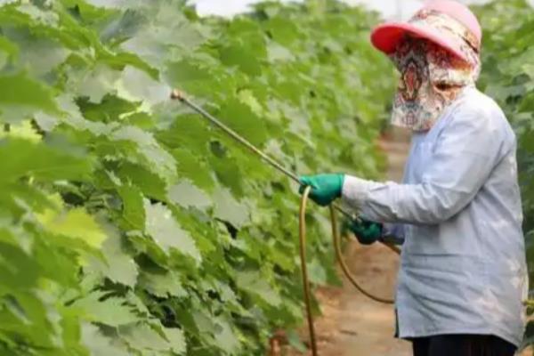 葡萄黑痘病如何施用农药,展叶后至果实着色前隔10-15天喷药一次