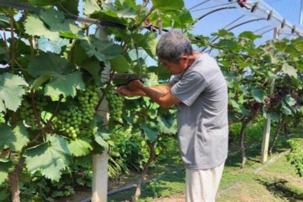 葡萄黑痘病如何施用农药,展叶后至果实着色前隔10-15天喷药一次