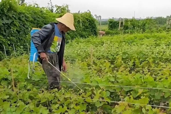 葡萄黑痘病如何施用农药,展叶后至果实着色前隔10-15天喷药一次