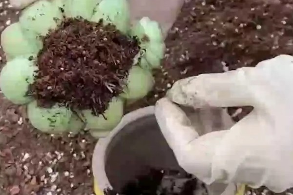 多肉需要施肥吗,多肉需要施肥
