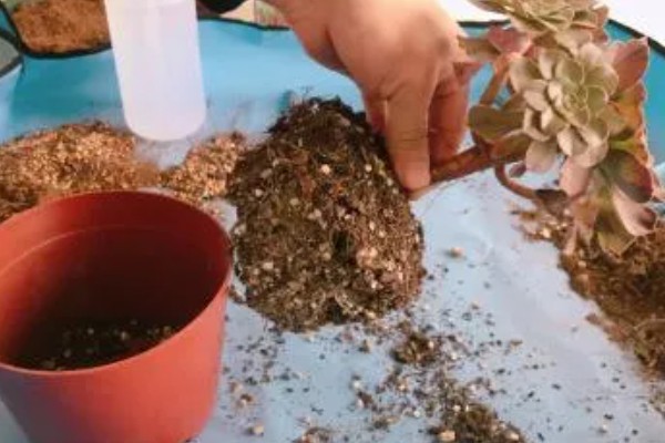 多肉需要施肥吗,多肉需要施肥
