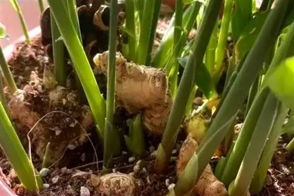 阳台姜如何种植,播种前一个月把种姜晾晒1-2天