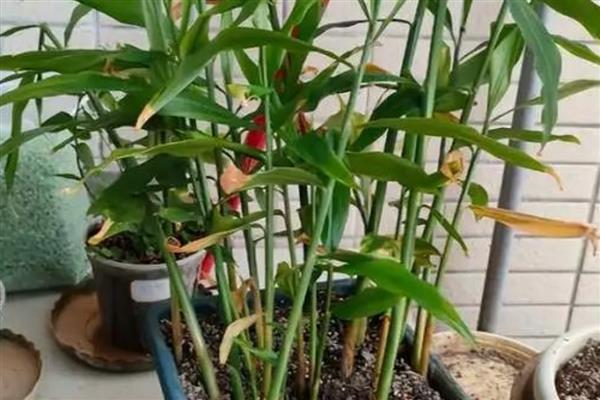 阳台姜如何种植,播种前一个月把种姜晾晒1-2天