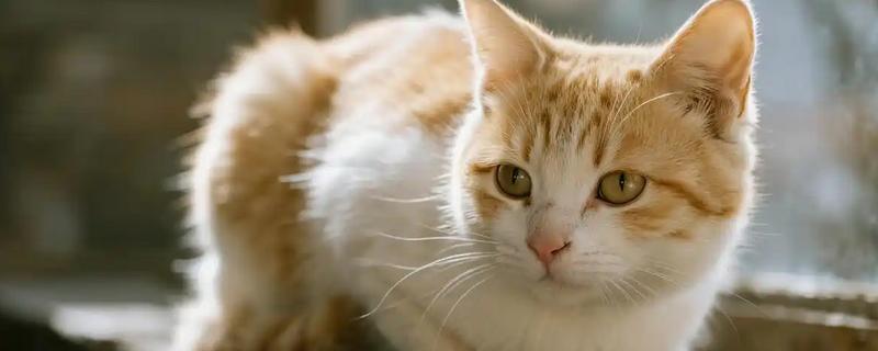 养猫家庭夏天要怎么驱蚊，建议采用物理驱蚊