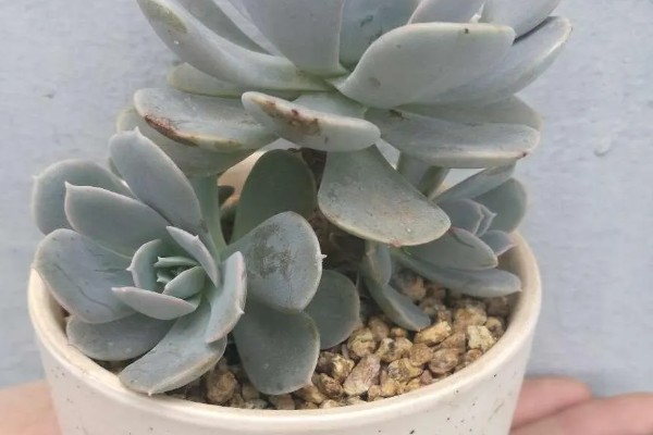 皮氏石莲的生长习性，夏季高温时植株有短暂的休眠期