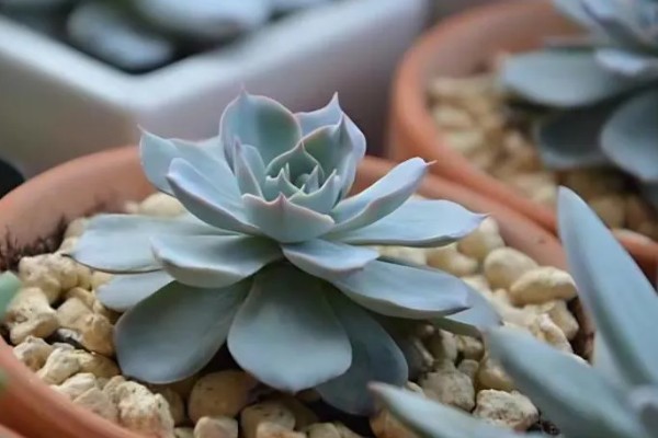 皮氏石莲的生长习性，夏季高温时植株有短暂的休眠期