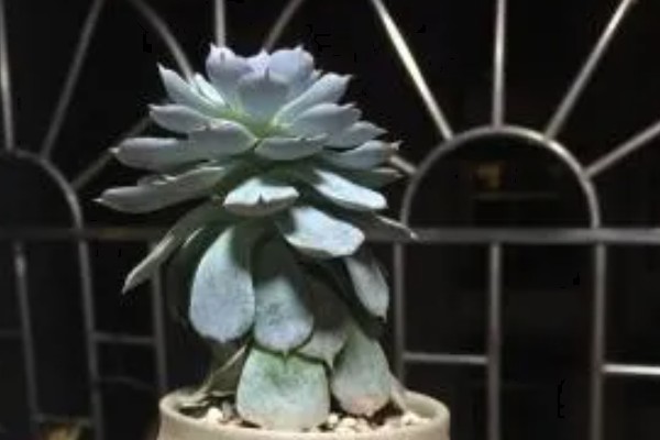 皮氏石莲的生长习性，夏季高温时植株有短暂的休眠期