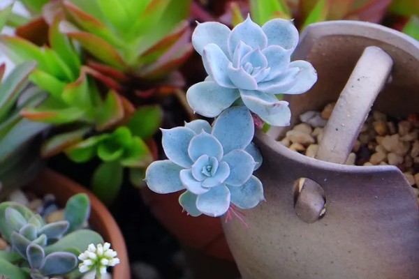 皮氏石莲的生长习性，夏季高温时植株有短暂的休眠期
