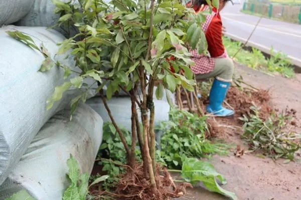 石硖龙眼的种植技术,幼苗期要为其摘心打顶