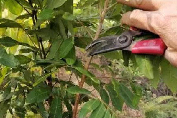 石硖龙眼的种植技术,幼苗期要为其摘心打顶