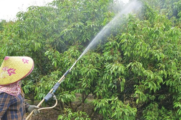 石硖龙眼的种植技术,幼苗期要为其摘心打顶